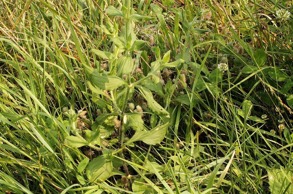 Silene latifolia?